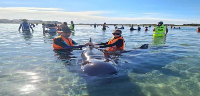 Ballenas se quedan varadas en una playa de Nueva Zelanda