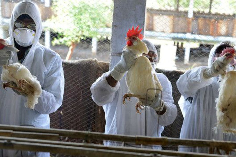 Rusia detecta los primeros casos de una cepa de gripe aviar en humanos