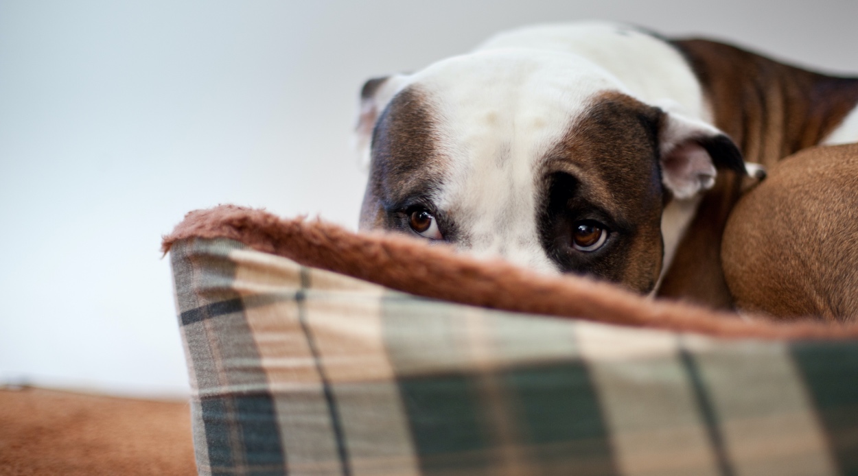 ¿Qué hacer para calmar a un perro asustado? | Diario 2001