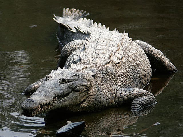 Operan a un cocodrilo de más de 150 kilos y le extraen un objeto