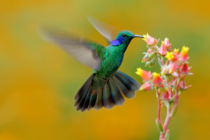 El colibrí: pequeño en tamaño, grande en belleza | Diario 2001