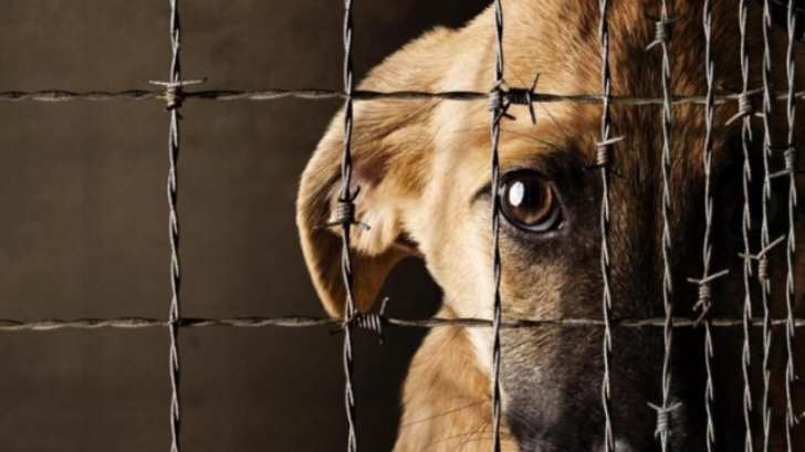 Se incrementan los casos de maltrato animal en el país