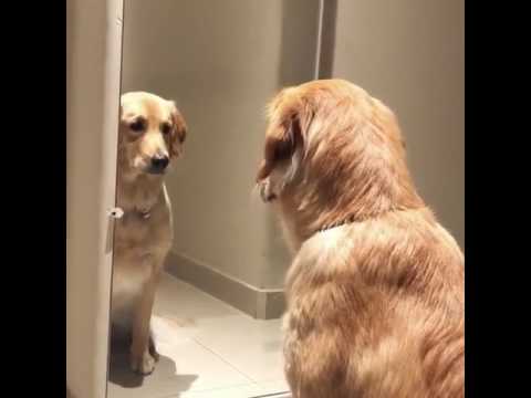 Curiosa prueba descubrió una habilidad desconocida en los perros