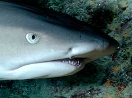 Fotógrafo submarino capta a 2 tiburones apareándose