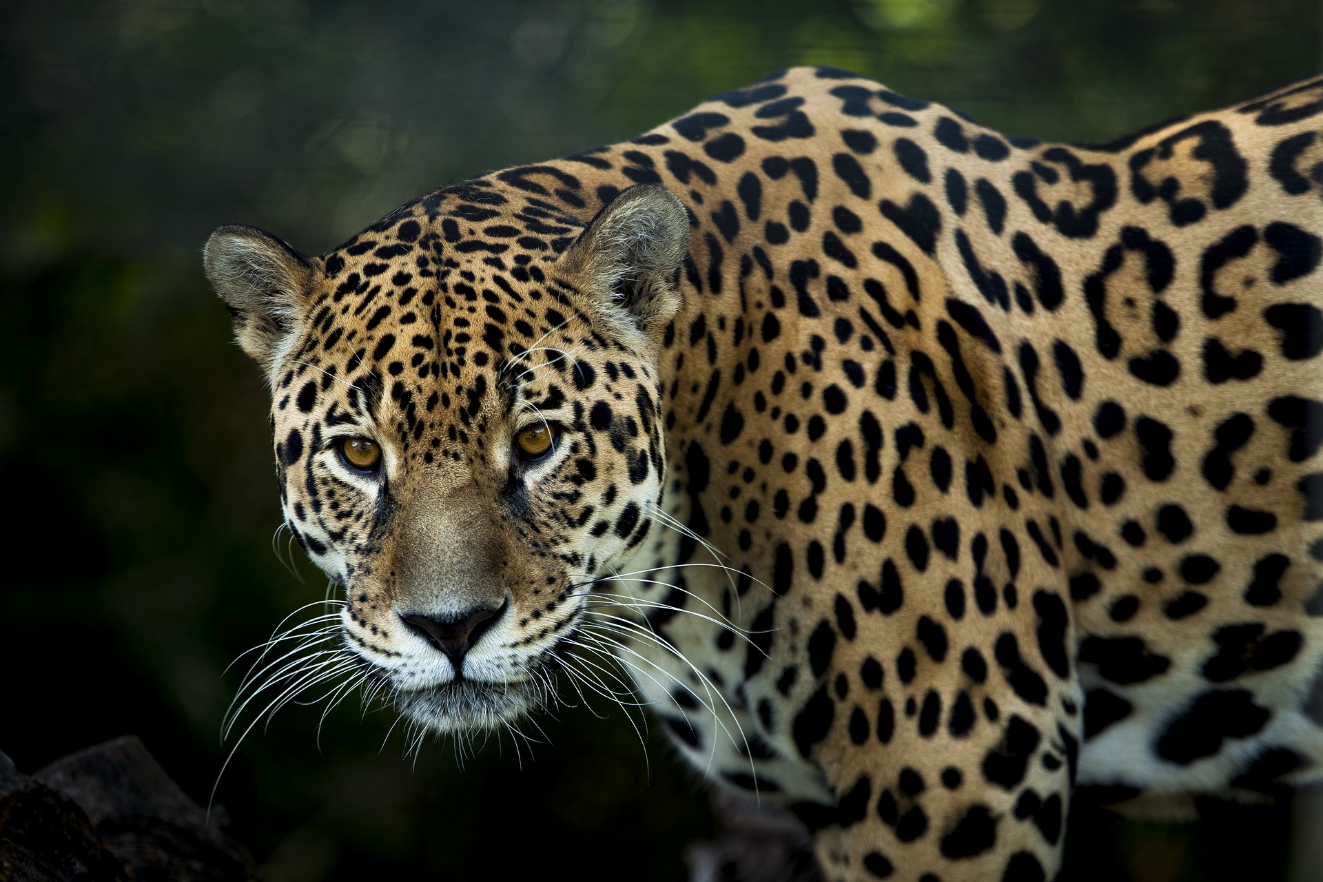 Campesina de 61 años luchó mano a mano contra un jaguar para salvar