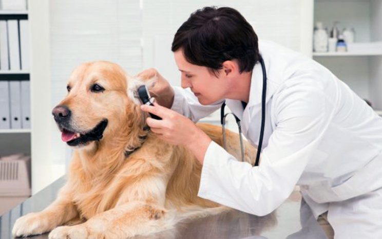 ¿Cuándo llevar a mi perro al veterinario? | Diario 2001