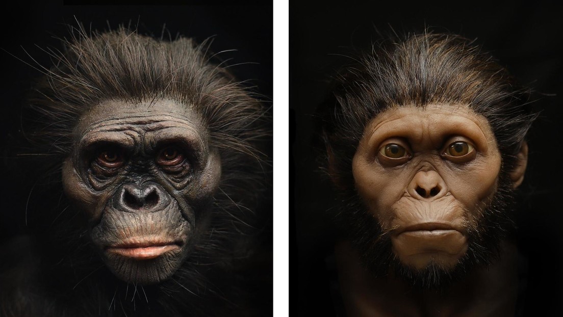Reconstruyen el rostro de "Lucy", nuestra antepasada australopiteca