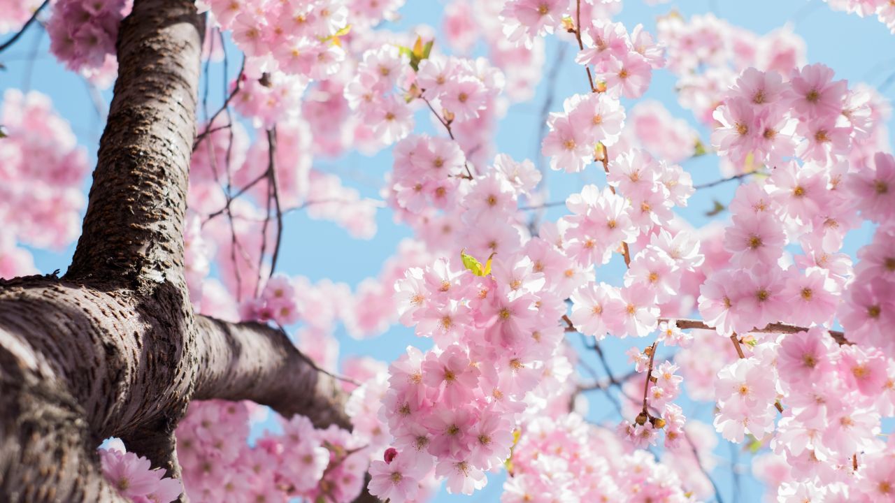 Equinoccio de primavera: ¿Con qué rituales se celebra alrededor del mundo?