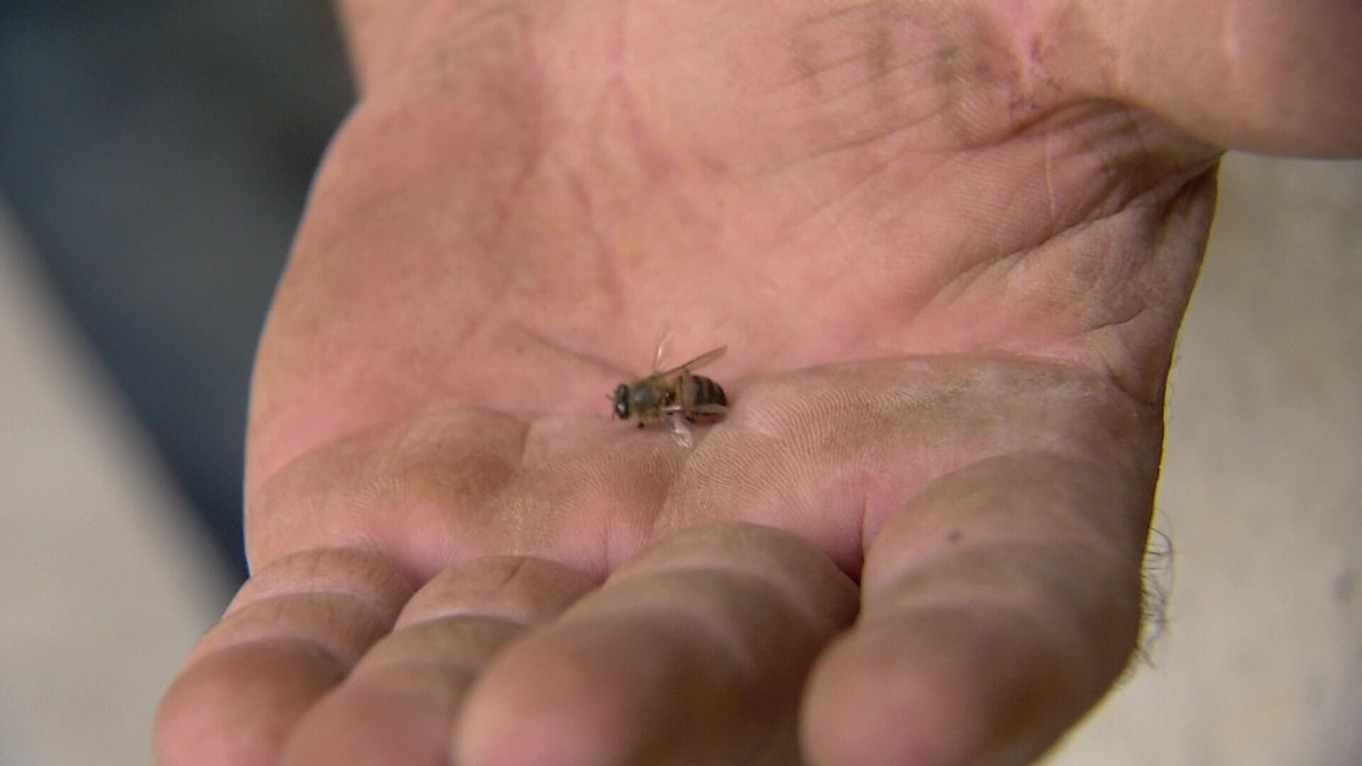 30 personas son atacadas por abejas en cementerio de San Cristóbal