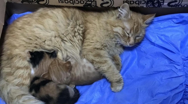 Una gata lleva a sus crías que no pueden abrir los ojos a una clínica