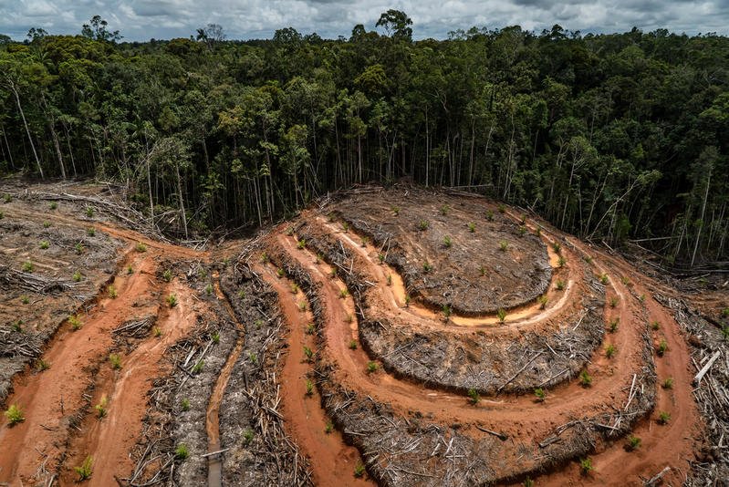 México indagará programa oficial provocó deforestación 73 mil hectáreas