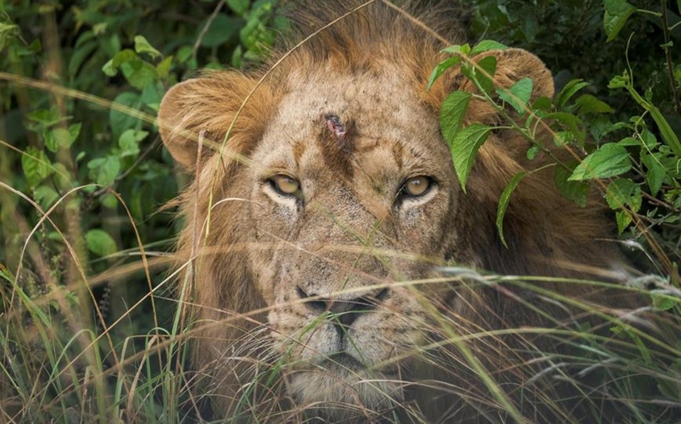 Uganda arresta a cuatro sospechosos por la muerte de seis leones - 2001