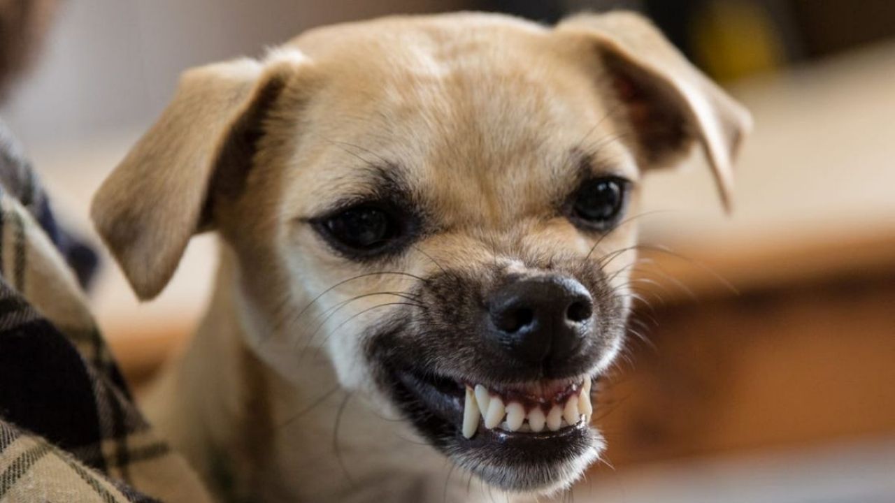 ¿Sabes cuáles son los perros más malhumorados? | Diario 2001