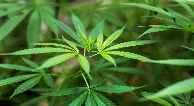 Aprueban proyecto de ley para legalizar el uso recreativo de la marihuana