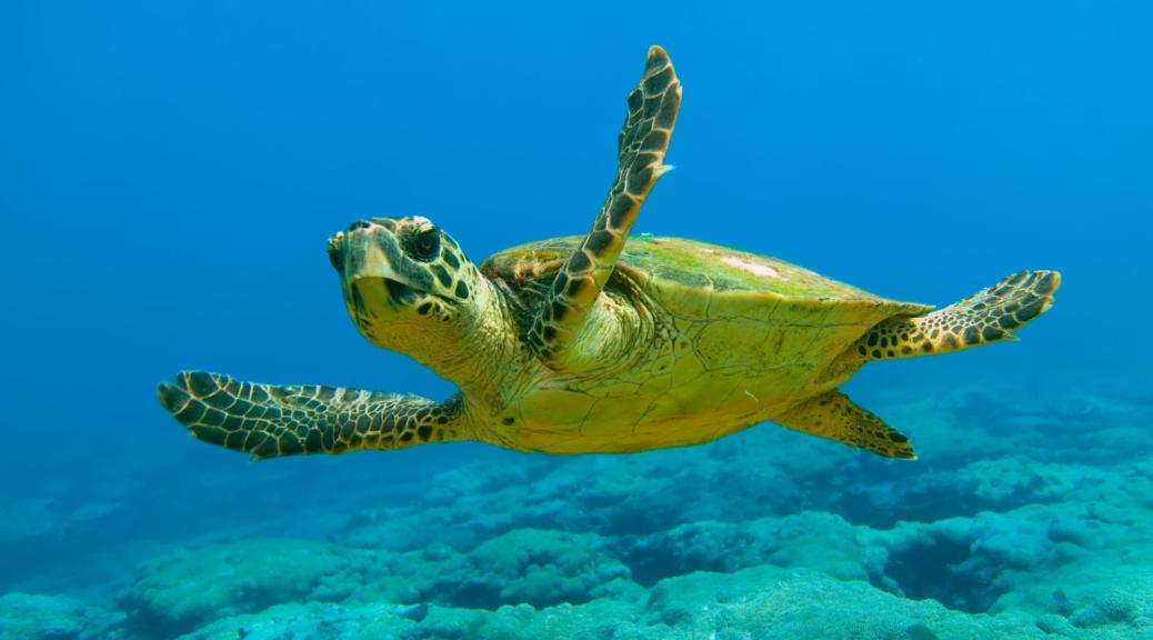 Al menos 19 personas han muerto tras comer carne de tortuga marina