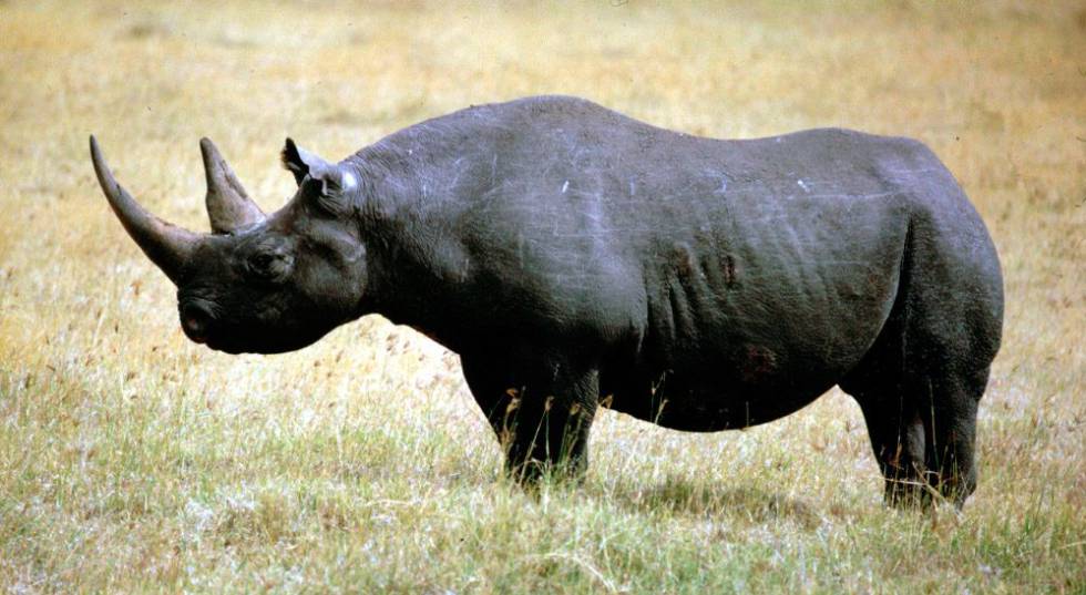 Nace en el zoológico de Miami un rinoceronte negro