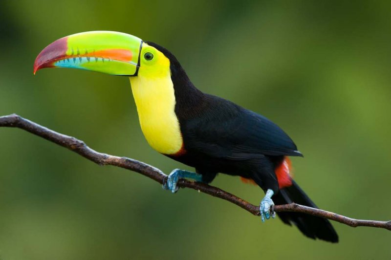 El tucán, ave exótica que vive en Sudamérica | Diario 2001