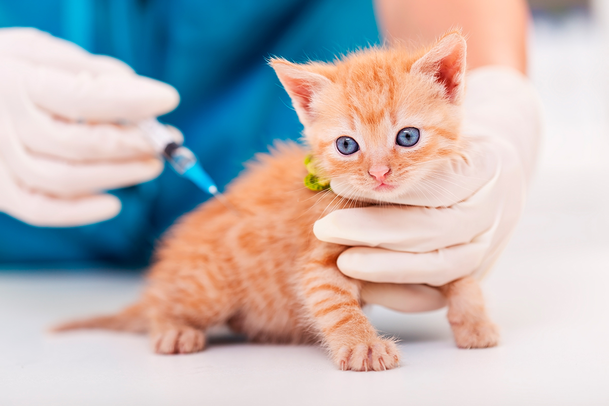 Estas son las vacunas que necesita tu gato | Diario 2001