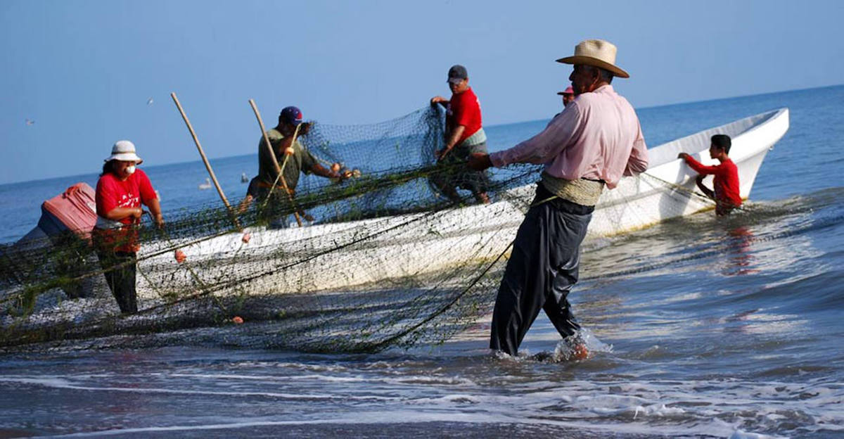 Min-Pesca reporta aumento en la producción de sardinas