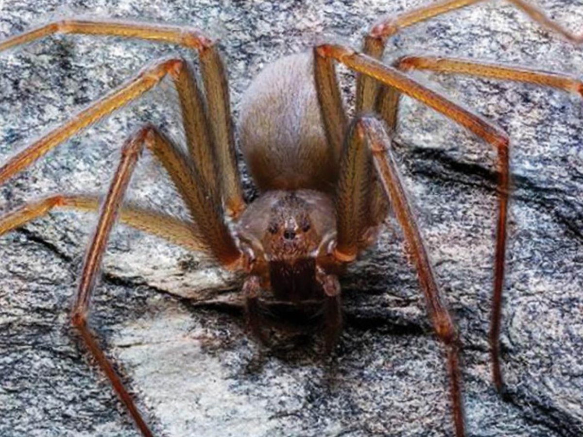 Nueva especie de araña es descubierta en un zoológico de Miami | Diario 2001