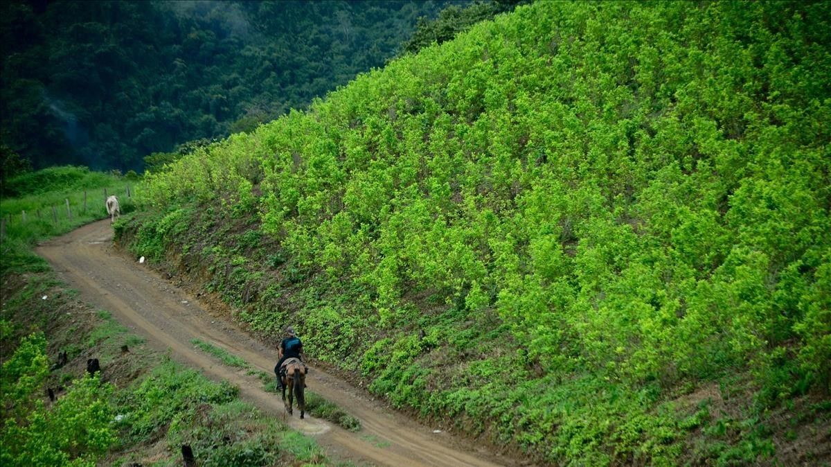 En Colombia discuten regulación de la hoja de coca