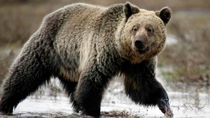 Misteriosa enfermedad ataca a osos haciéndolos actuar como perros