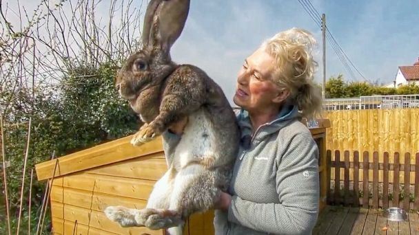 Dueña del "conejo más grande del mundo" denuncia robo de su mascota y ofrece recompensa | Diario 2001
