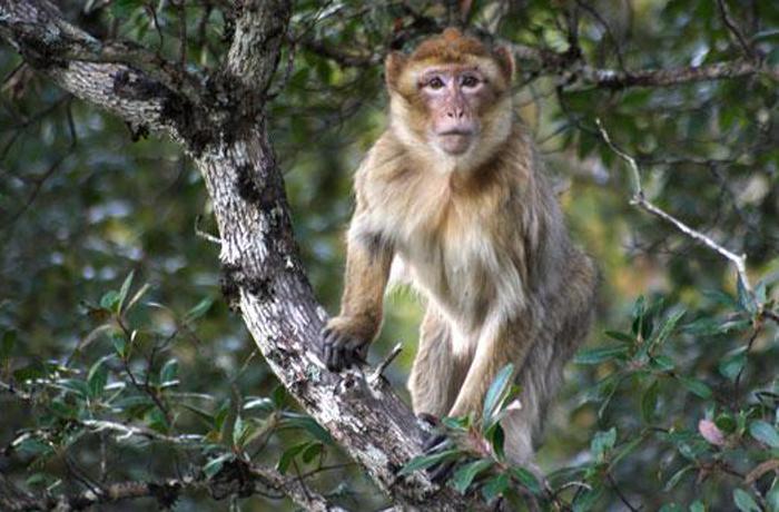 Monos se fugan de zoológico al sur de Alemania