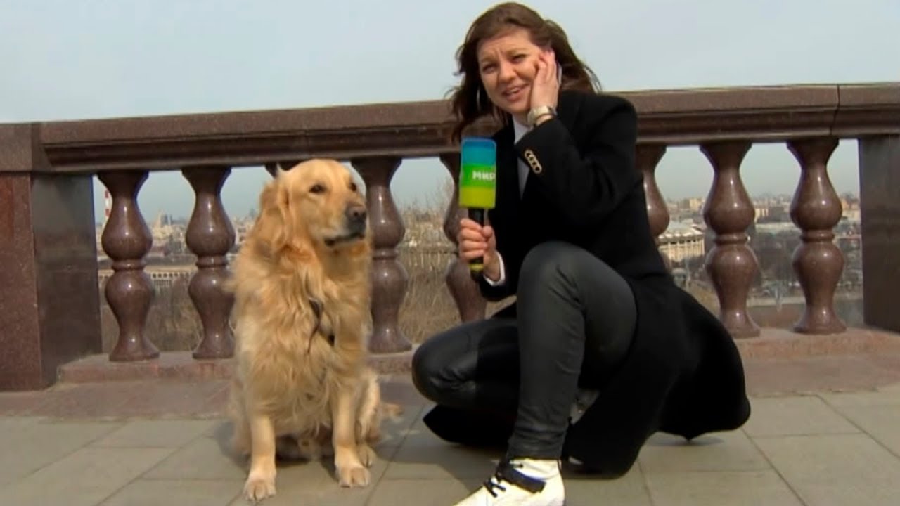 Un perro roba el micrófono de una periodista en trasmisión en vivo (Vídeo)