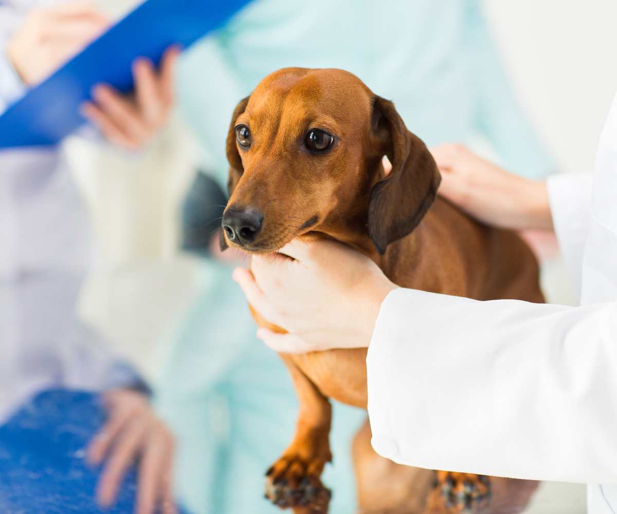 Veterinarios inoculan en con vacunas para perros para combatir el COVID