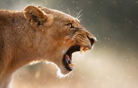 Una leona ataca al adiestrador durante un espectáculo de circo