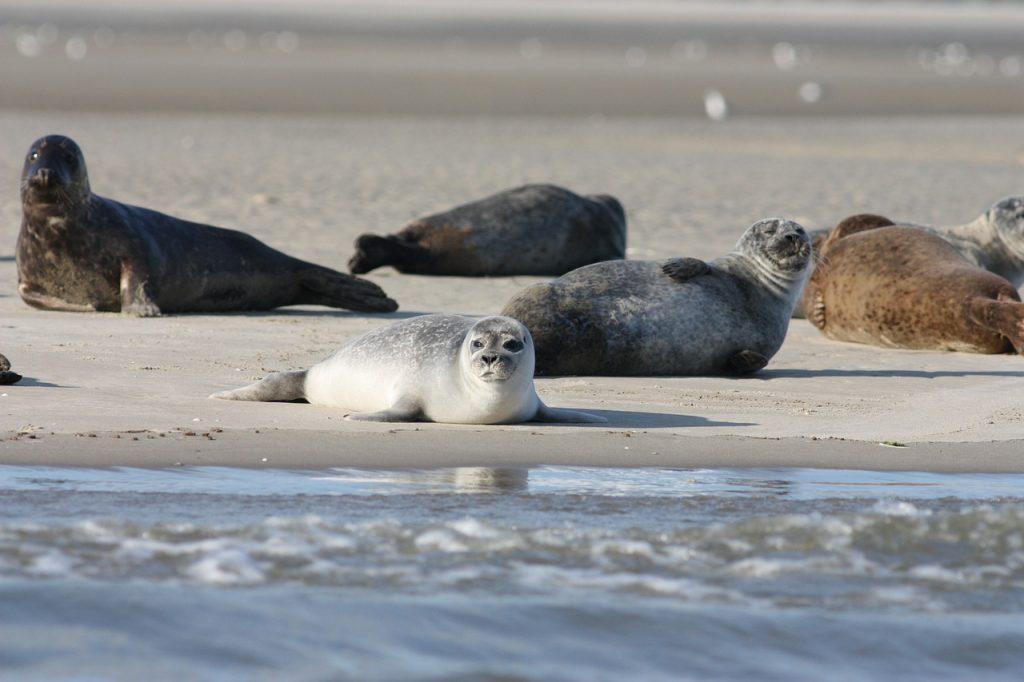 Investigan la muerte de 170 focas de una especie amenazada