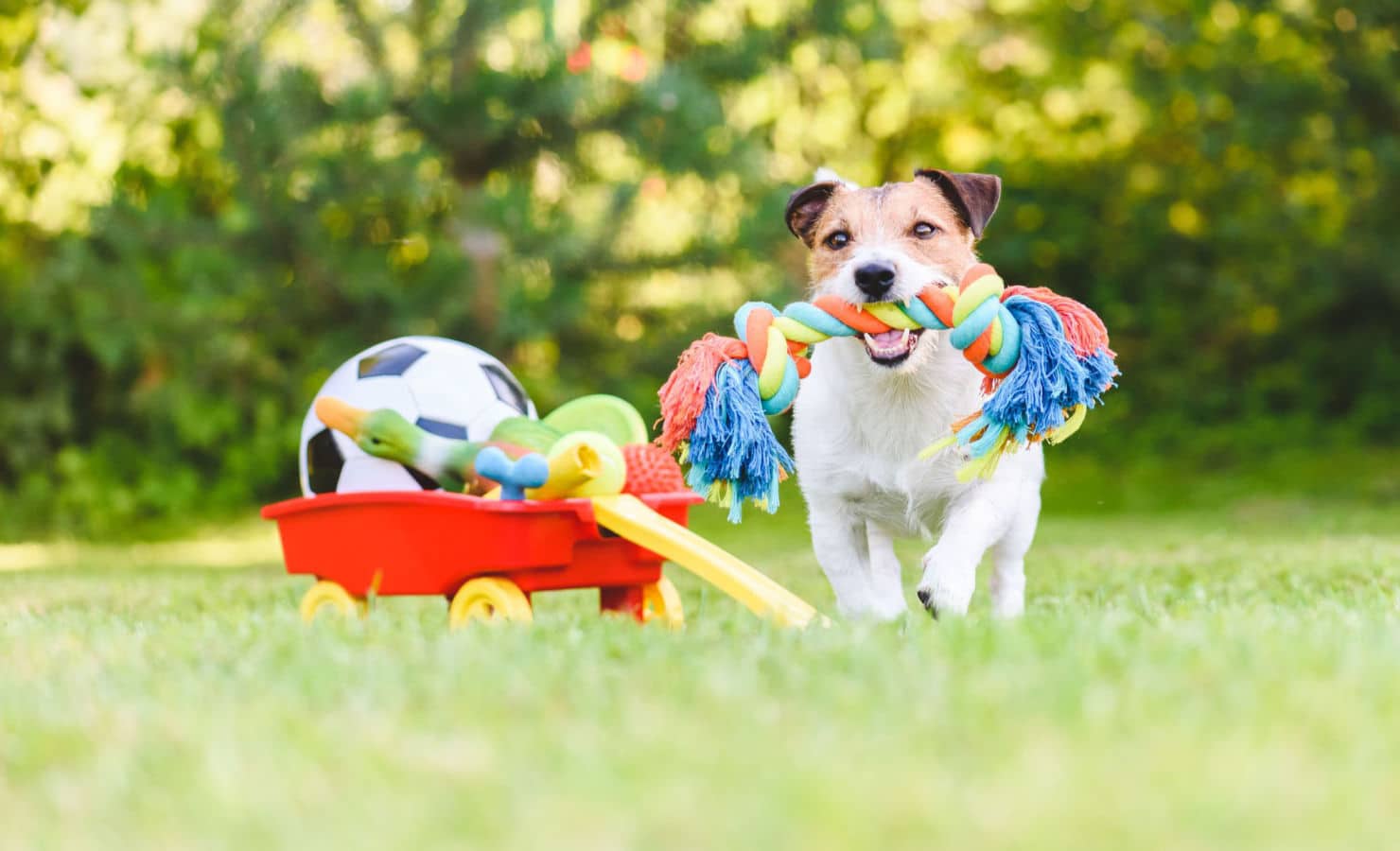 Beneficios de los juguetes para perros | Diario 2001