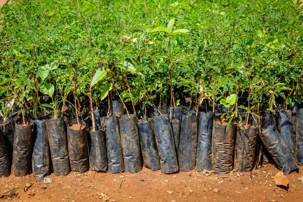 Etiopía lanza una campaña para plantar 6.000 millones de árboles en 2021