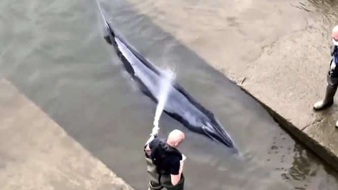 Una ballena varada es rescatada en el río Támesis