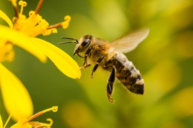 20 de mayo: Día Mundial de las Abejas