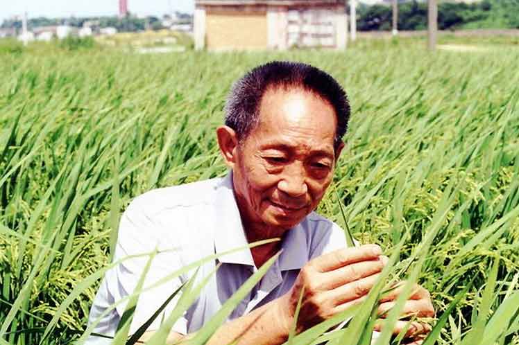 China despide de forma masiva a Yuan Longping, "padre del arroz híbrido"