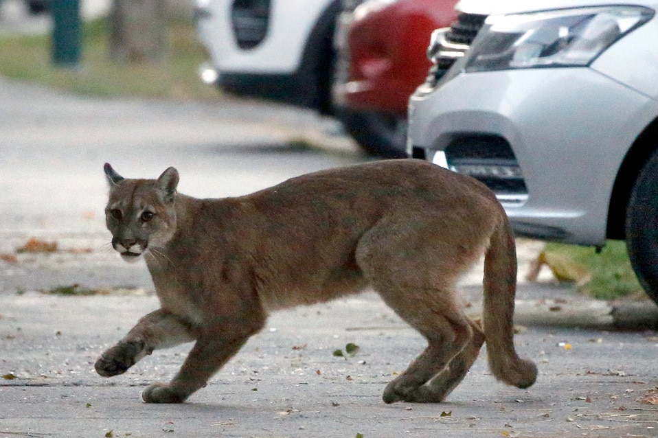 Puma se pasea libremente por las calles de San Francisco