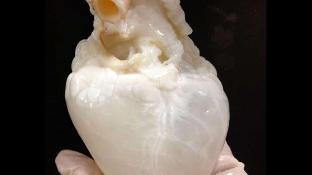 Científicos logran usar células madres para crear un corazón artificial