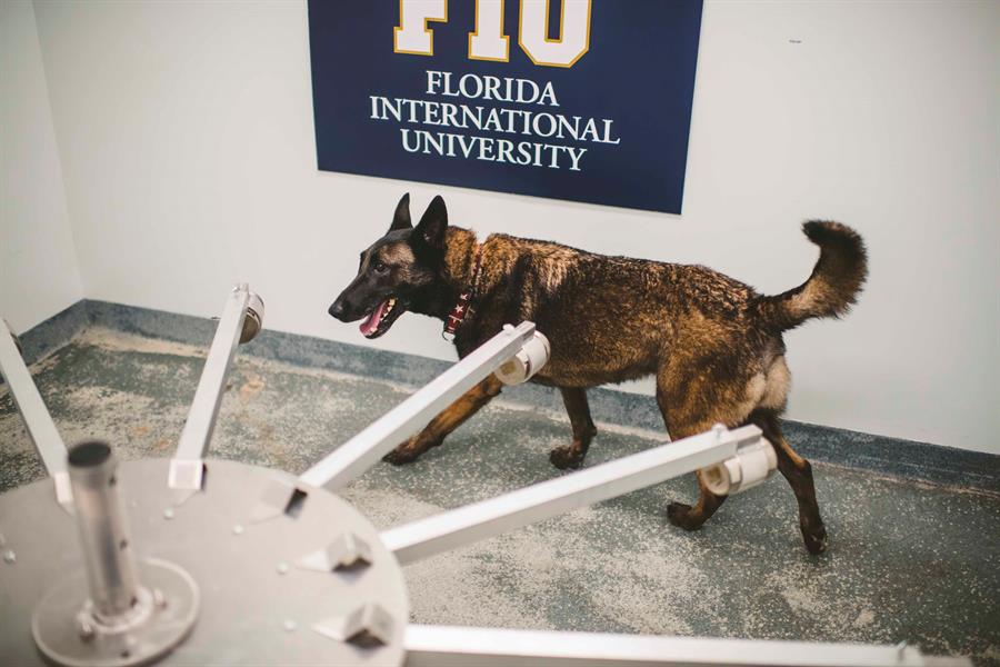 Perros detectores de covid "certificados" debutarán en feria de Miami