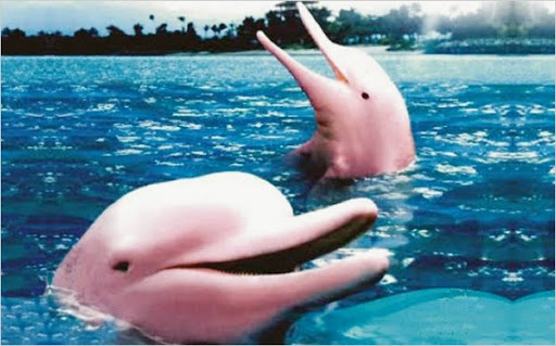 Delfines que no sabía que existían