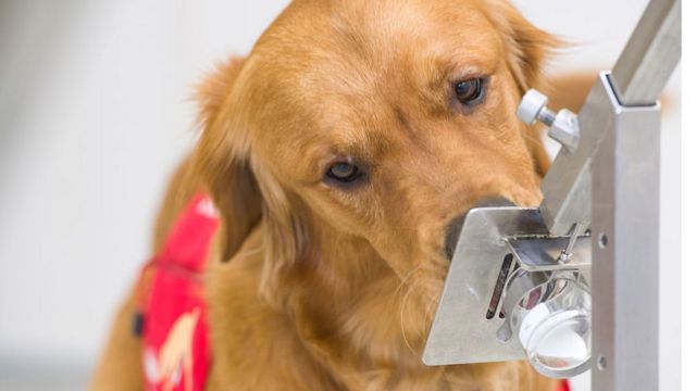 Perros como método rápido y no invasivo para detectar COVID-19