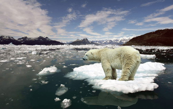 Antes de 2050 el Ártico se quedará libre de hielo marino, según informe