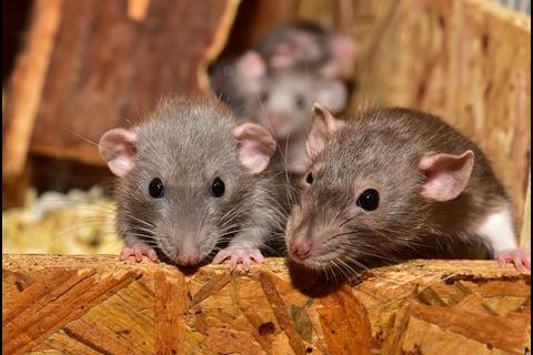 Plaga de ratones destructivos atormenta a ciudades de Australia