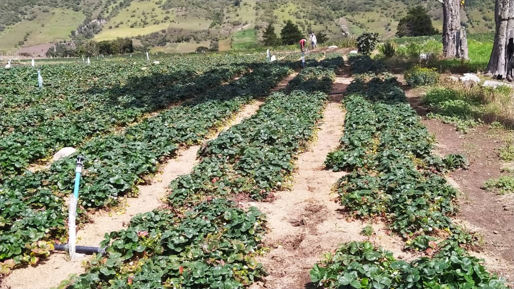 Sociedad venezolana de agrónomos pide plan de seguridad alimentaria