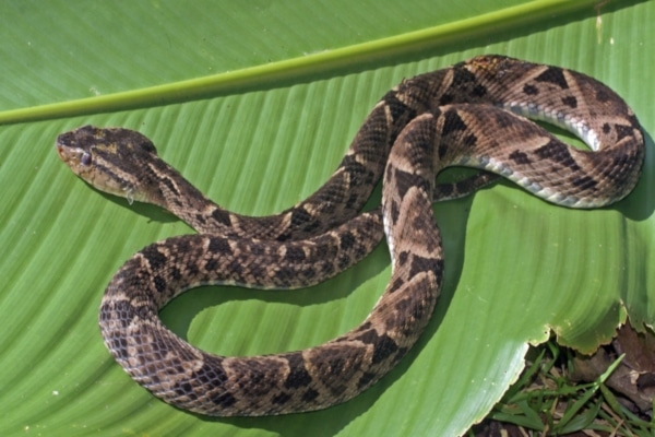 Alerta en Trujillo ante incremento de mordeduras de serpientes