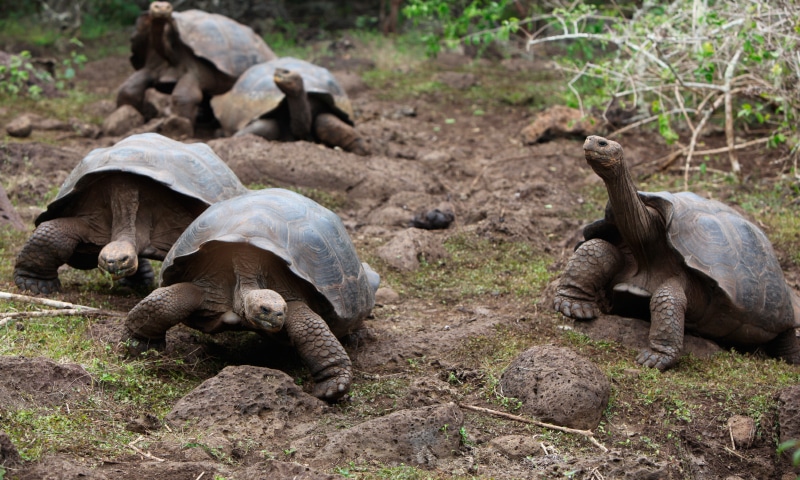 Encuentran tortuga en Galápagos que se creía extinguida hace más de cien años