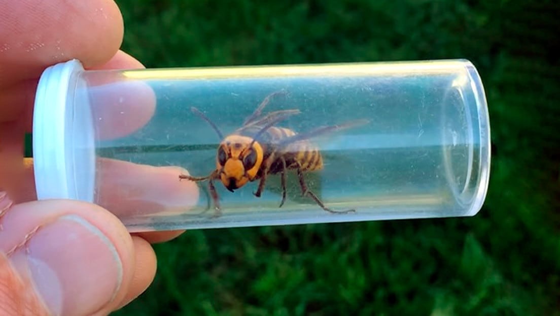 Encuentran al "Gigante"Avispón asiático en el estado de Washington