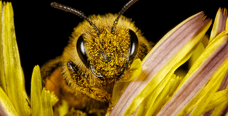 10 datos curiosos sobre las abejas | Diario 2001