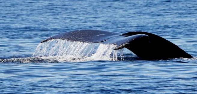 Video muestra ballenas cazando mediante burbujas en Australia